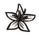fiori bianchi